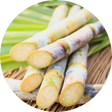 Sugar Cane pic16 What is Green Packaging? Everything You Need to Know