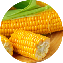 Corn pic18 What is Green Packaging? Everything You Need to Know