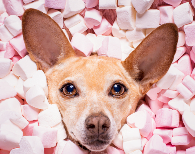 Best In Show: How to Create Organic Dog Treat Packaging That Stands Out 1 organic dog treat packaging