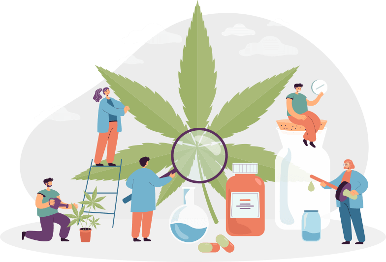 cannabis-growing-process cannabis growing process How is Commercial Cannabis Dried